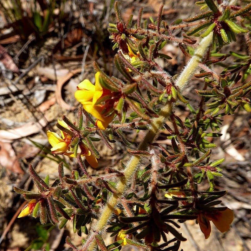 Pultenaea hispidula, photographed by Max Campbell