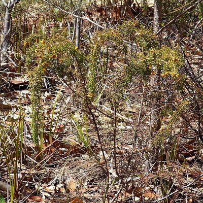 Pultenaea hispidula, photographed by Max Campbell