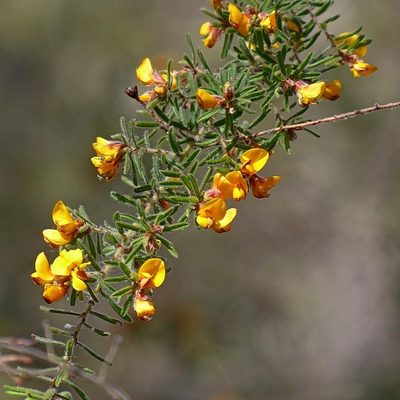 Pultenaea hispidula, photographed by Max Campbell
