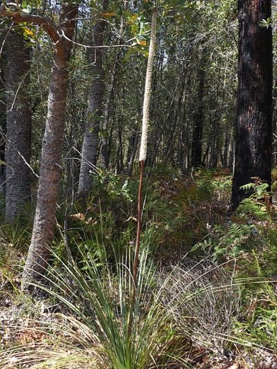 Xanthorrhoea concava, photographed by Max Campbell
