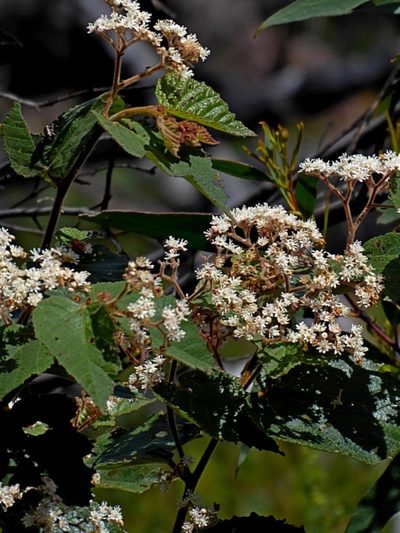 Androcalva rossii, photographed by Max Campbell