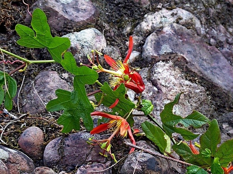 Passiflora cinnabarina, photographed by Max Campbell