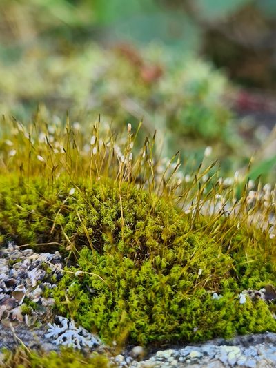 Hymenoloma crispulum, photographed by Jacek Pietruszewski