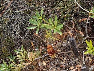 Banksia paludosa, photographed by Max Campbell
