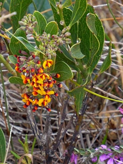 Daviesia corymbosa, photographed by Max Campbell