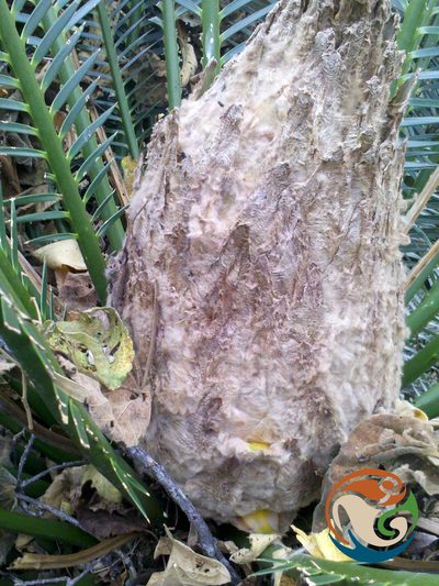 Dioon purpusii, photographed by Eugenio Padilla