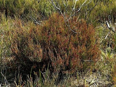 Allocasuarina paludosa, photographed by Max Campbell
