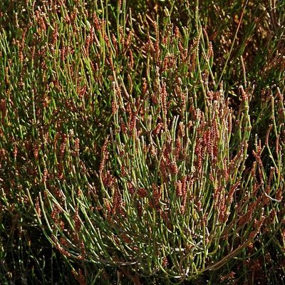 Allocasuarina paludosa, photographed by Max Campbell