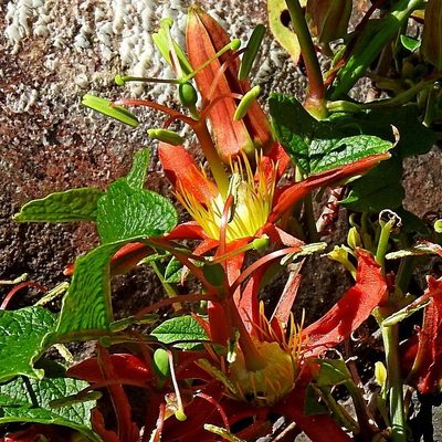 Passiflora cinnabarina, photographed by Max Campbell