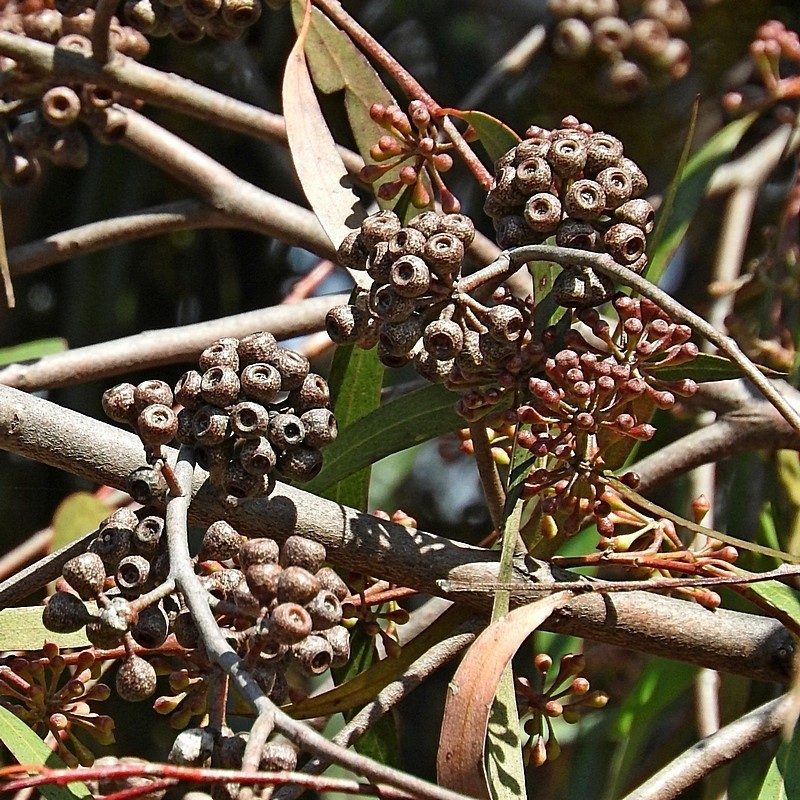 Eucalyptus elata, photographed by Max Campbell