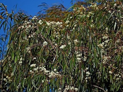 Eucalyptus elata, photographed by Max Campbell