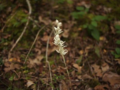 Cephalanthera austiniae, photographed by Kirill Ignatyev