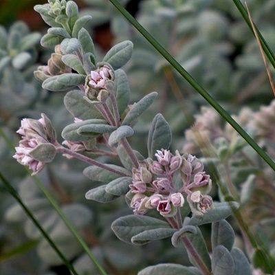 Zieria littoralis, photographed by Max Campbell