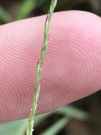 Muhlenbergia bushii, photographed by Ryan Donnelly