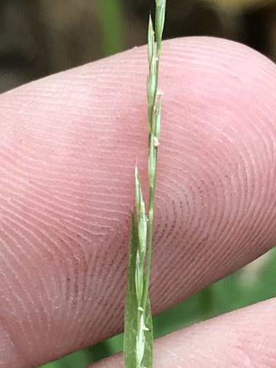 Muhlenbergia bushii, photographed by Ryan Donnelly
