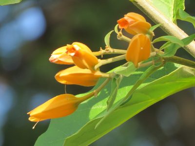 Juanulloa mexicana, photographed by Francisco Emilio Roldán Velasco