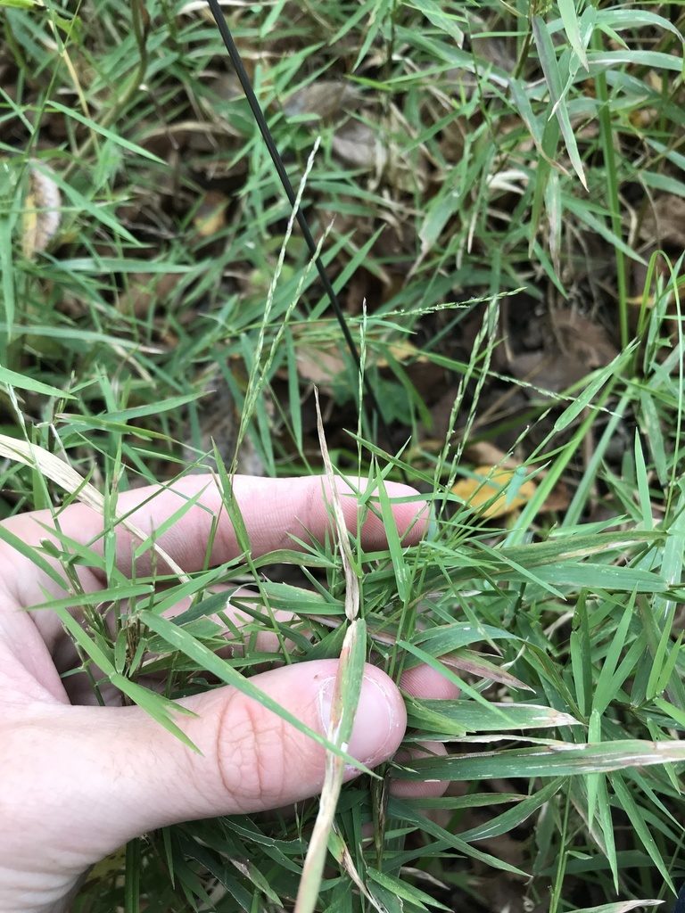 Muhlenbergia bushii, photographed by Ryan Donnelly