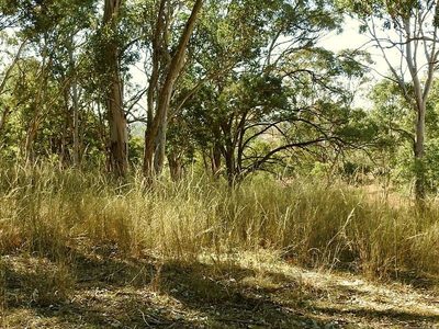 Austrostipa verticillata, photographed by Max Campbell