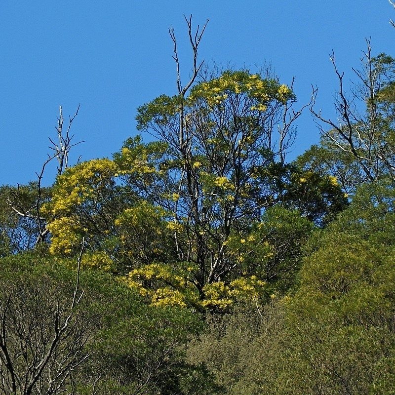 Acacia silvestris, photographed by Max Campbell