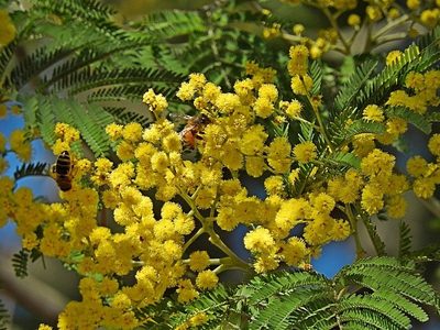 Acacia silvestris, photographed by Max Campbell