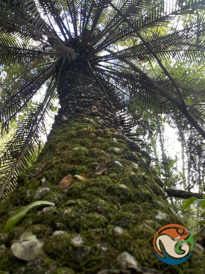 Dioon purpusii, photographed by Eugenio Padilla