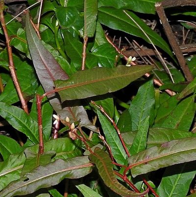 Polygonum praetermissum, photographed by Max Campbell