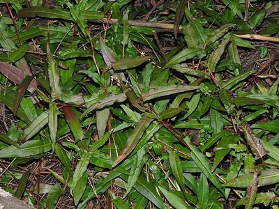 Polygonum praetermissum, photographed by Max Campbell
