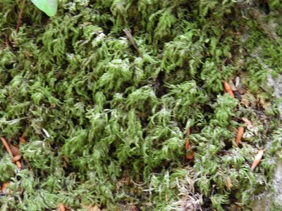 Pseudisothecium myosuroides, photographed by Susan Marley
