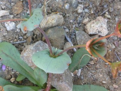 Oxytheca perfoliata, photographed by Adam J. Searcy