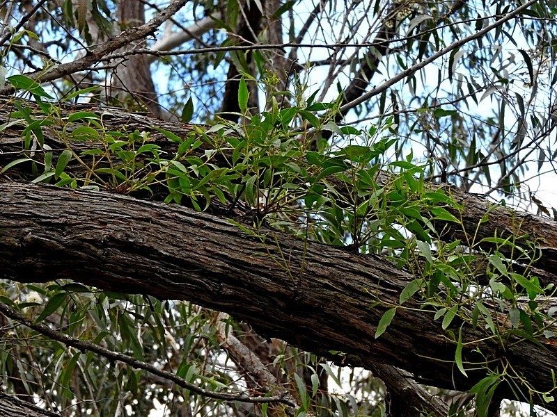 Eucalyptus eugenioides, photographed by Max Campbell