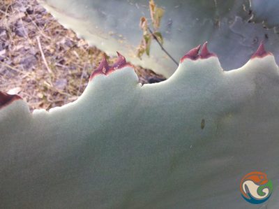 Agave marmorata, photographed by Eugenio Padilla