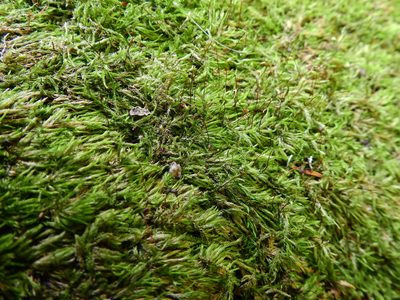Sciuro-hypnum populeum, photographed by Susan Marley