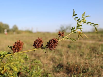 Glycyrrhiza echinata, photographed by Юрий Данилевский (Yuriy Danilevsky)