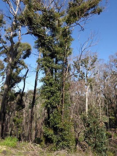 Eucalyptus muelleriana, photographed by Max Campbell