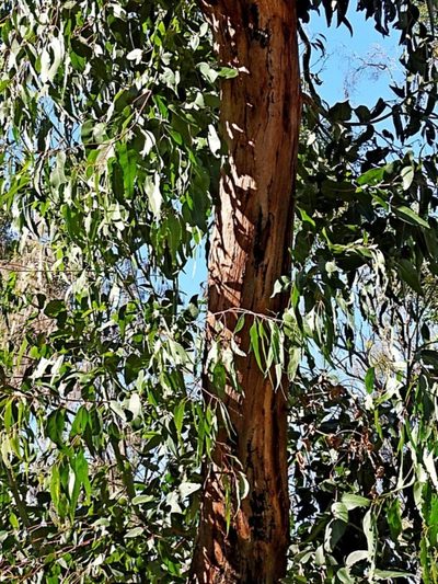 Eucalyptus cypellocarpa, photographed by Max Campbell
