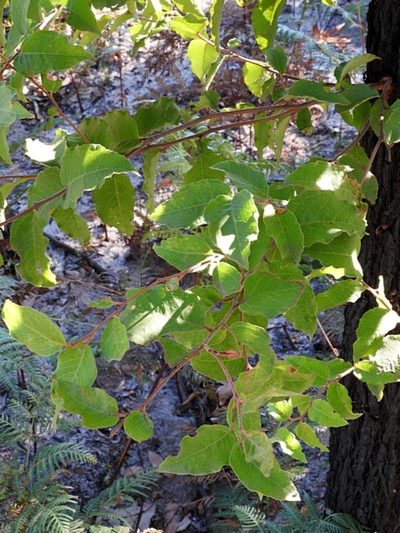Eucalyptus oblonga, photographed by Max Campbell