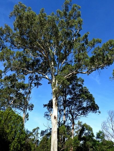Eucalyptus bosistoana, photographed by Max Campbell