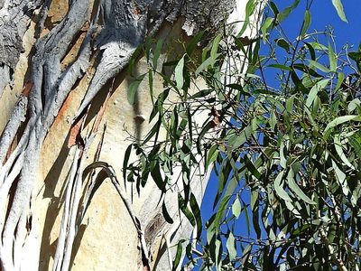 Eucalyptus bosistoana, photographed by Max Campbell