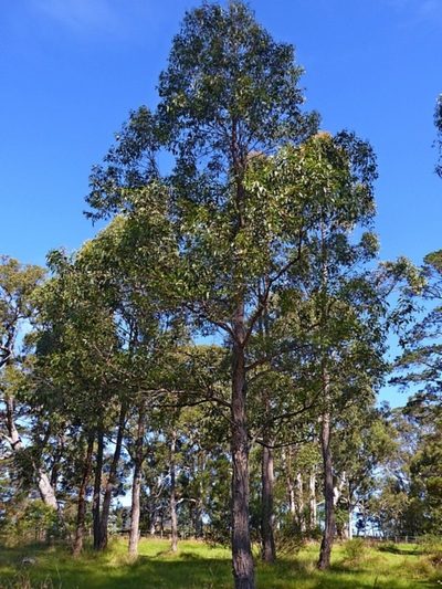 Eucalyptus oblonga, photographed by Max Campbell