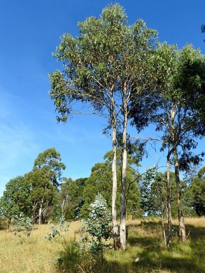 Eucalyptus maidenii, photographed by Max Campbell