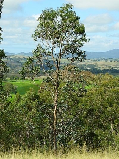 Eucalyptus maidenii, photographed by Max Campbell