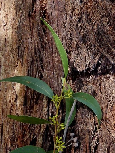 Eucalyptus eugenioides, photographed by Max Campbell