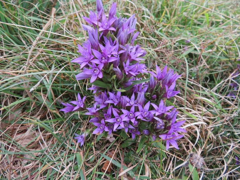 Gentianella anisodonta, photographed by Marco Mussita