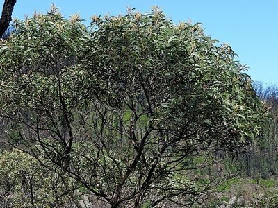 Acacia georgensis, photographed by Max Campbell