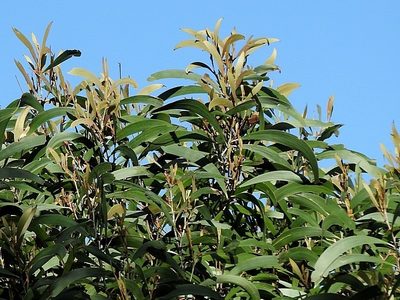 Acacia georgensis, photographed by Max Campbell