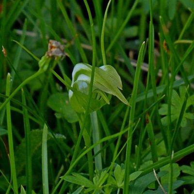 Pterostylis falcata, photographed by Max Campbell