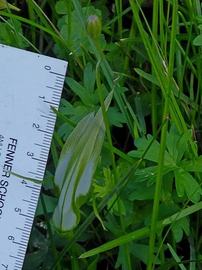 Pterostylis falcata, photographed by Max Campbell