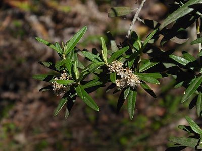 Ozothamnus argophyllus, photographed by Max Campbell