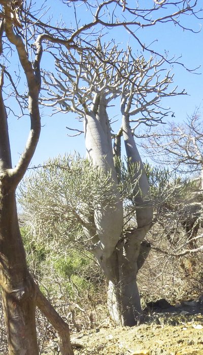 Pachypodium geayi, photographed by Seig
