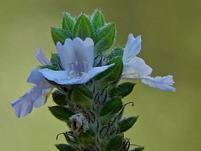 Westringia davidii, photographed by Max Campbell